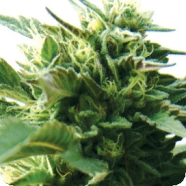 Bubba  Kush  Feminised  Cannabis  Seeds