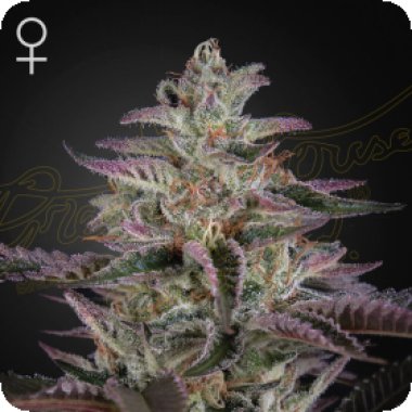 Bubba  Kush  Feminised  Cannabis  Seeds 0