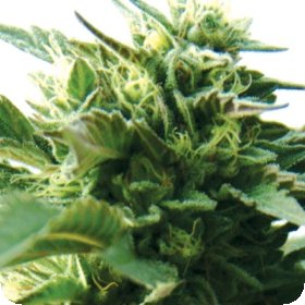 Bubba  Kush  Regular  Cannabis  Seeds 0