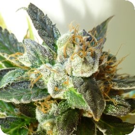 Bubble  Crack  Regular  Cannabis  Seeds