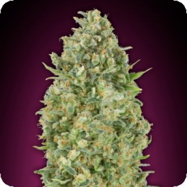 Bubble  Gum  Auto  Flowering  Cannabis  Seeds