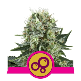 Bubble  Kush  Feminised  Cannabis  Seeds 0