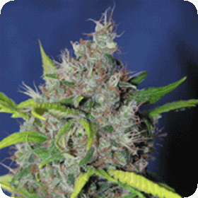 Bubbleberry  Regular  Cannabis  Seeds