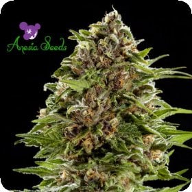 Bubblegum  Auto  Flowering  Cannabis  Seeds