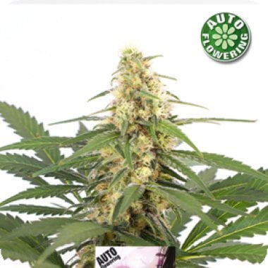 Bubblegum Auto Flowering Cannabis Seeds 0