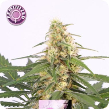 Bubblegum  Feminised  Cannabis  Seeds