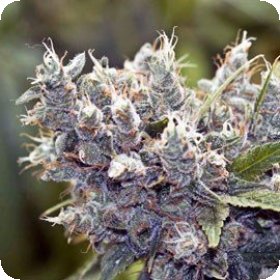 Bubblegummer  Feminised  Cannabis  Seeds