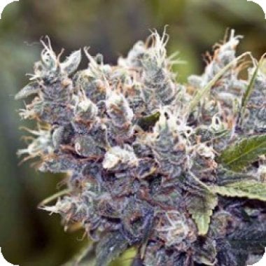 Bubblegummer Feminised Cannabis Seeds
