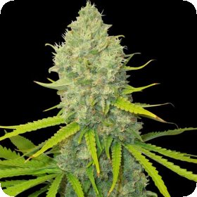 Bubblegun  Feminised  Cannabis  Seeds 0