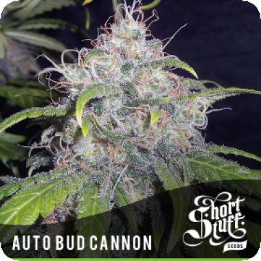 Bud  Cannon  Auto  Flowering  Cannabis  Seeds 0