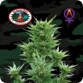 Buddha  Haze  Auto  Flowering  Cannabis  Seeds 0