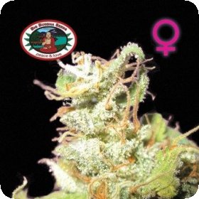 Buddha  Haze  Feminised  Cannabis  Seeds 0