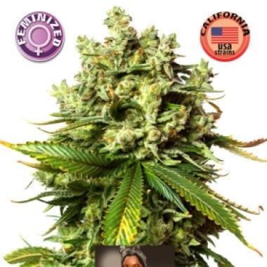 Burmese Kush Feminised Cannabis Seeds