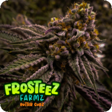 Butter  Cupz  Feminised  Cannabis  Seeds