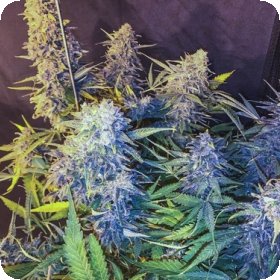 C99  X  Blueberry  F A S T  Feminised  Cannabis  Seeds