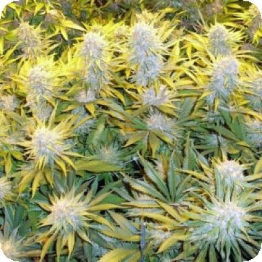 C B D Critical Mass Feminised Cannabis Seeds