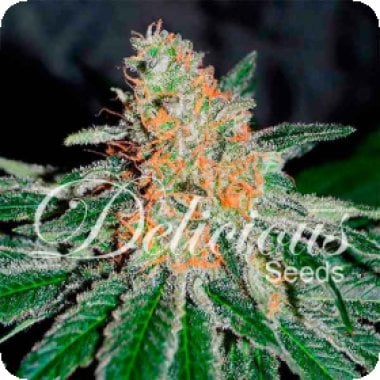 C B D Jam Feminised Cannabis Seeds 0