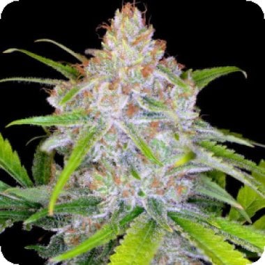 C B D Medi Kush Feminised Cannabis Seeds 0
