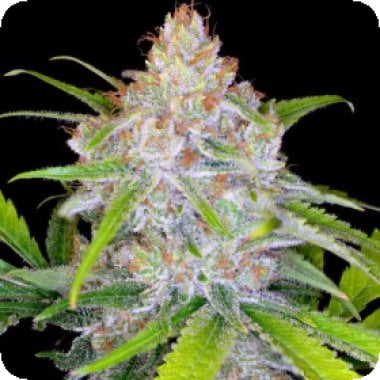 C B D  Medi  Kush  Feminised  Cannabis  Seeds 0