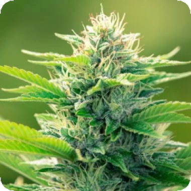 C B D  Oil  Maker  Feminised  Cannabis  Seeds