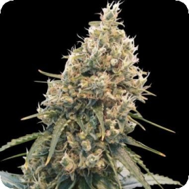 C B D Spliff Berry Feminised Cannabis Seeds 0