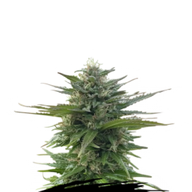 C B G Zero Due Feminised Cannabis Seeds