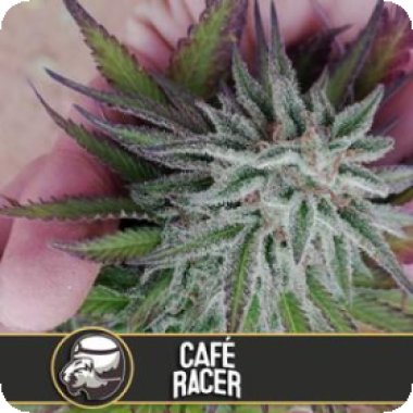 Cafe  Racer  Feminised  Cannabis  Seeds