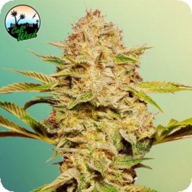 Cali Glue Auto Flowering Cannabis Seeds 0
