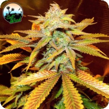 Cali  Glue  Feminised  Cannabis  Seeds 0