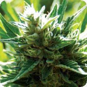 Cali  Jack  Feminised  Cannabis  Seeds 0