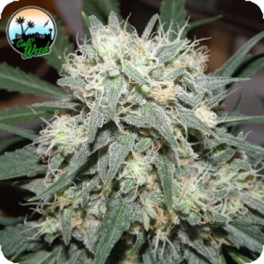 Cali  Killer  Feminised  Cannabis  Seeds