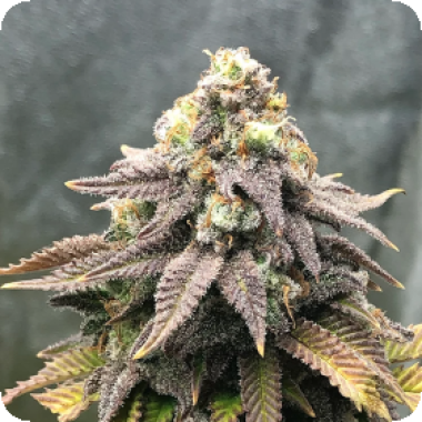 Cali  Mango  Mass  Feminised  Cannabis  Seeds 0