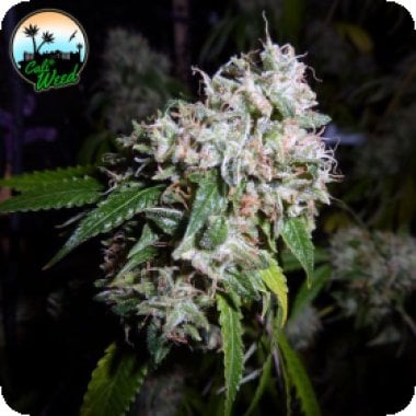 California  Headband  Feminised  Cannabis  Seeds