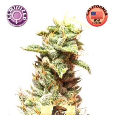 California  Nugget  Feminised  Cannabis  Seeds 0