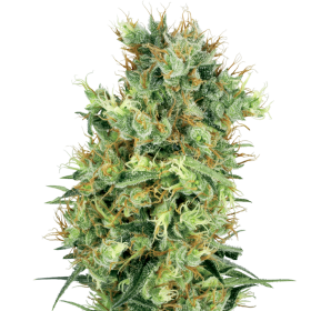 California  Orange  Bud  Regular  Cannabis  Seeds 0