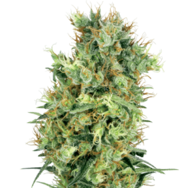 California Orange Bud Regular Cannabis Seeds 0