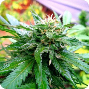 California Special Regular Cannabis Seeds 0