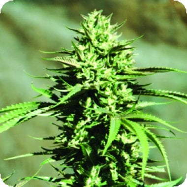 California  Wildfire  Regular  Cannabis  Seeds