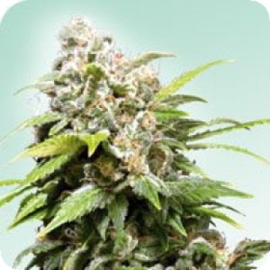 Californian  Indica  Regular  Cannabis  Seeds