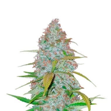 Californian  Snow  Autoflowering  Feminised  Cannabis  Seeds