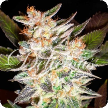 Candy Auto Flowering Cannabis Seeds