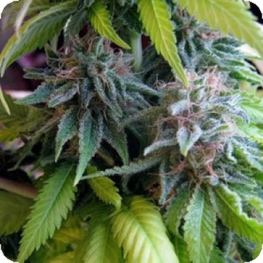 Candy  Cream  Feminised  Cannabis  Seeds