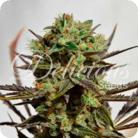 Candy  Feminised  Cannabis  Seeds