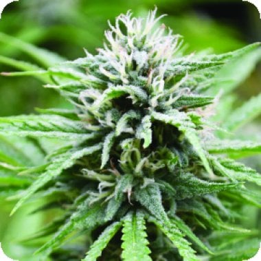 Candyland  Feminised  Cannabis  Seeds