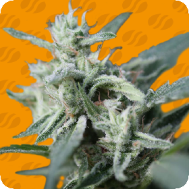 Canna Fuel C B D 2 B