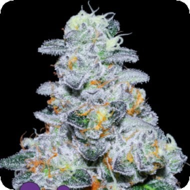 Captain  Future  Feminised  Cannabis  Seeds 0