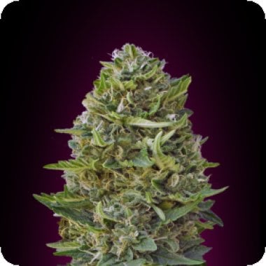 Caramel  Kush  Feminised  Cannabis  Seeds
