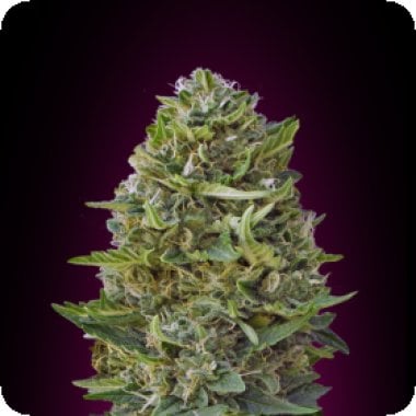 Caramel  Kush  Feminised  Cannabis  Seeds