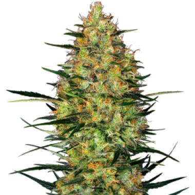 Caramellow Kush Auto Flowering Cannabis Seeds
