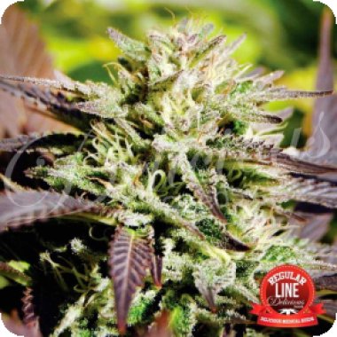 Caramelo  Regular  Cannabis  Seeds